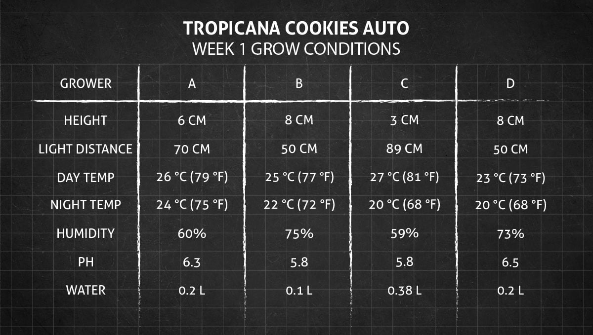 Tropicana Cookies Auto cannabis strain: week 1 grow conditions