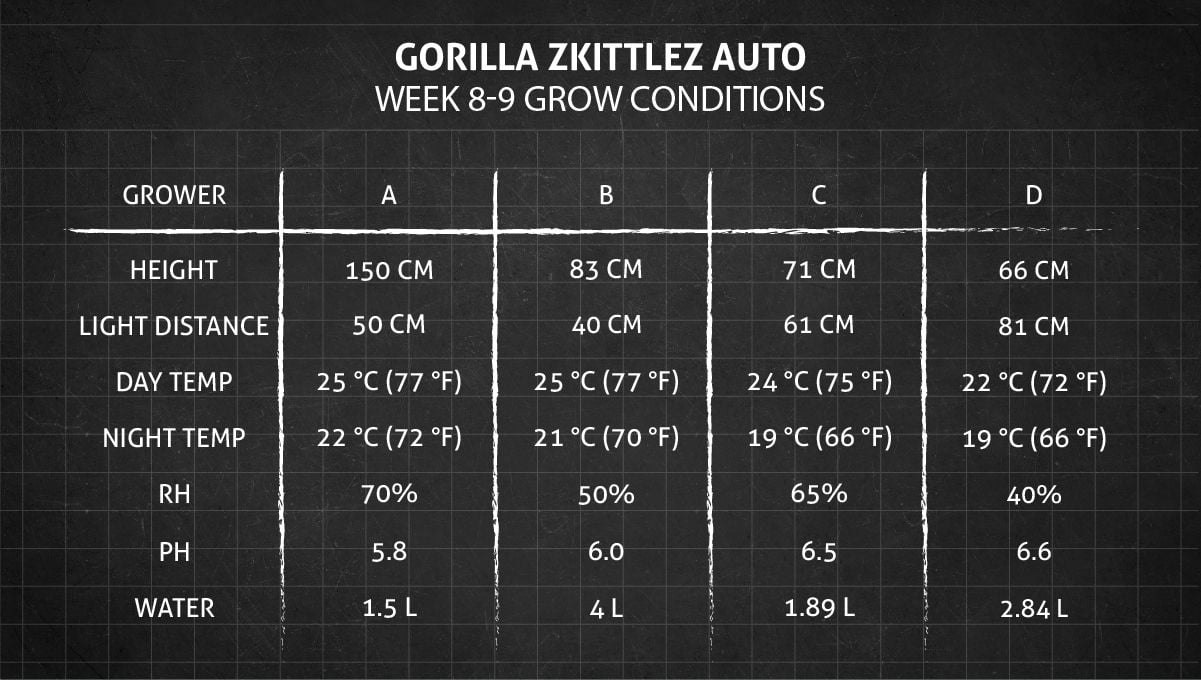 Gorilla Z Auto cannabis strain: weeks 8-9 grow conditions