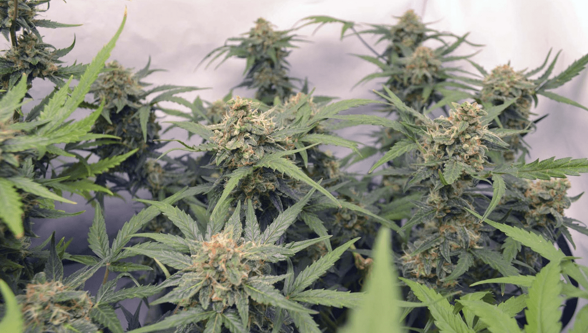 The Top 5 Best Sativa Autoflower Strains Fast Buds