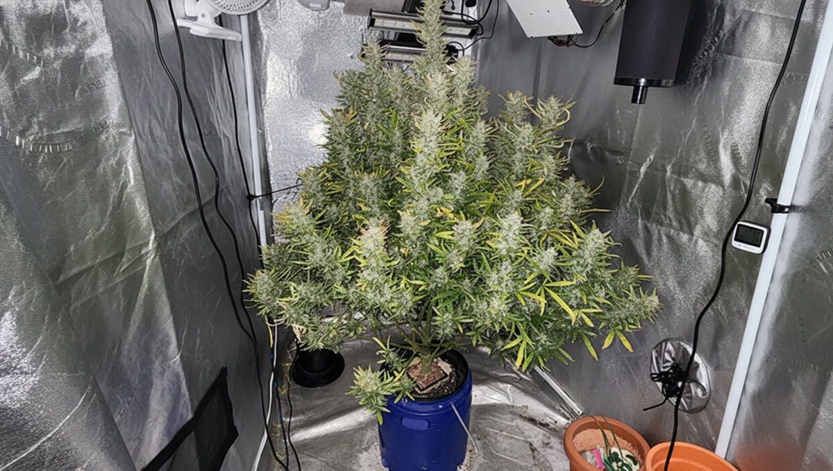 Gorilla Melon