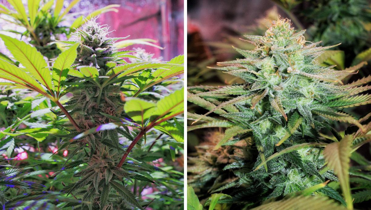 GG4 Sherbet FF cannabis strain: mid flower (bulk phase) | weeks 10-11 | closeups of maturing frosty buds