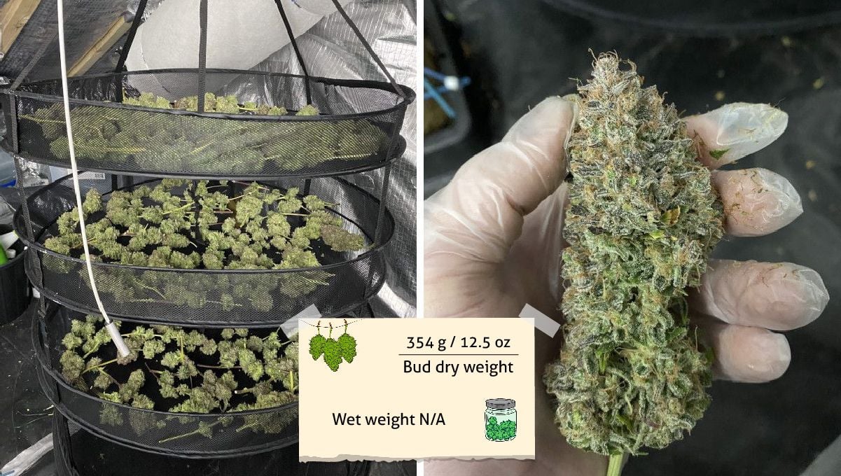 Tangie Auto cannabis strain: harvest pics