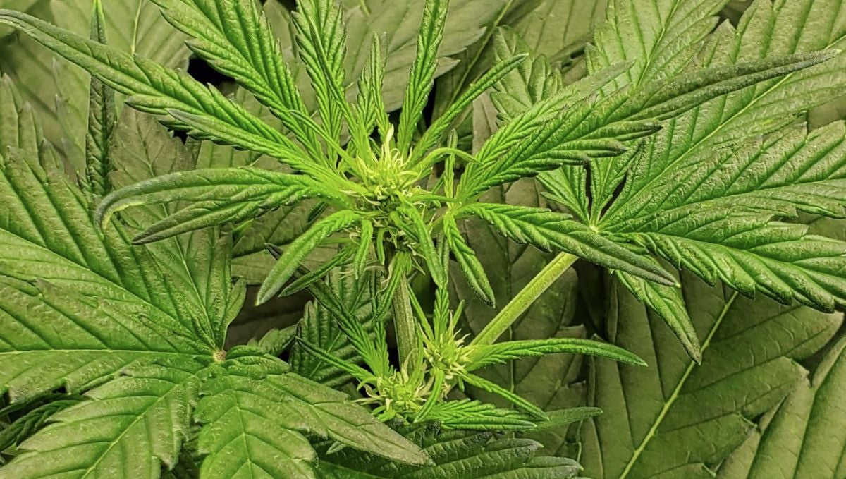 Super Lemon Haze Auto cannabis strain: transition (pre-flower) | week 5 | the top of an autoflower with the first buds forming