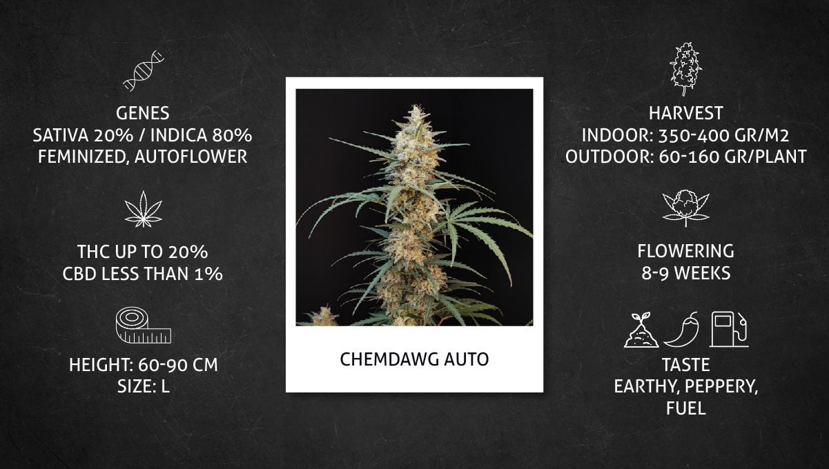 Chemdawg Auto Cannabis Strain Week-by-Week Guide | Fast Buds