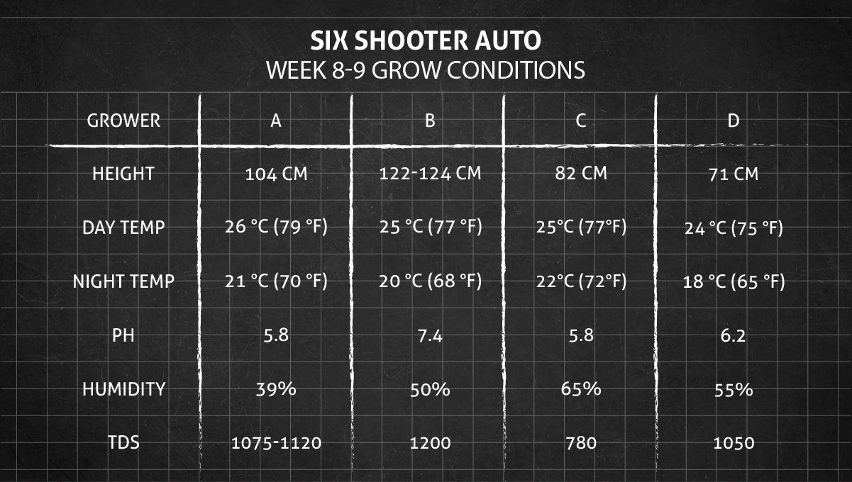 Six Shooter Auto cannabis strain: weeks 8-9 grow conditions