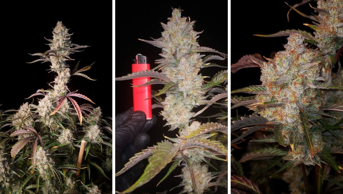 Gorilla Z Auto cannabis strain: ripening and harvest | weeks 10-12 | a mature indoor autoflower and its buds
