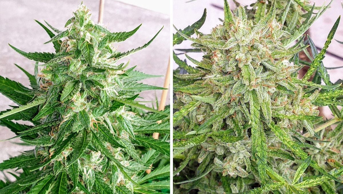 Watermelon Z Auto cannabis strain: mid flower (bulk phase) | weeks 8-9 | buds with a lot of resin on its flowers and trim leaves