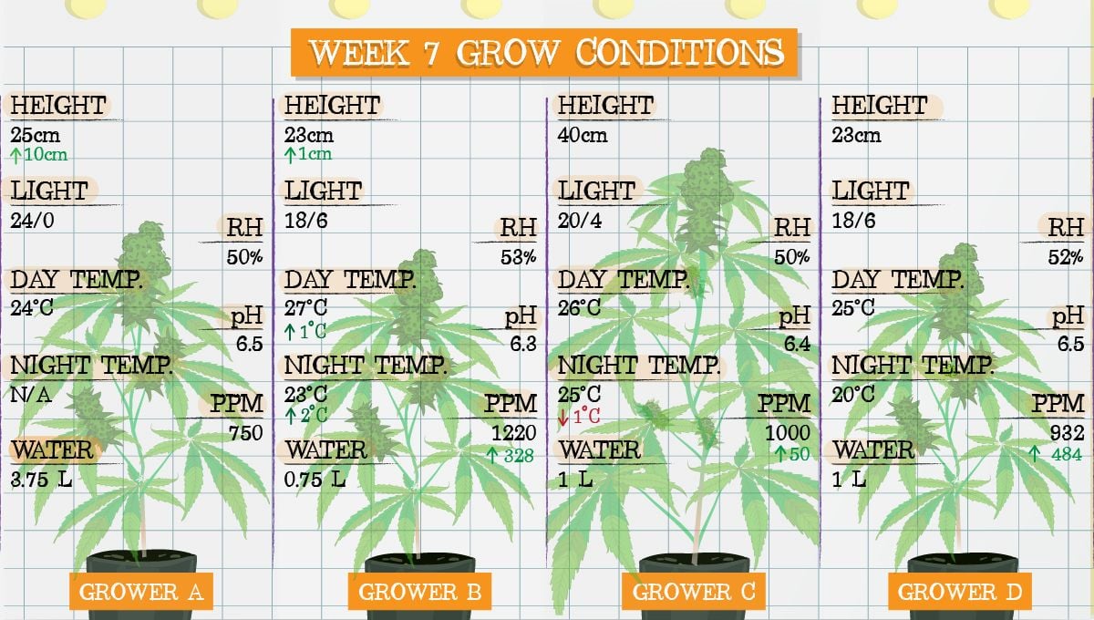 Gelato Auto Cannabis Strain Week-by-Week Guide: Grow conditions in week 7