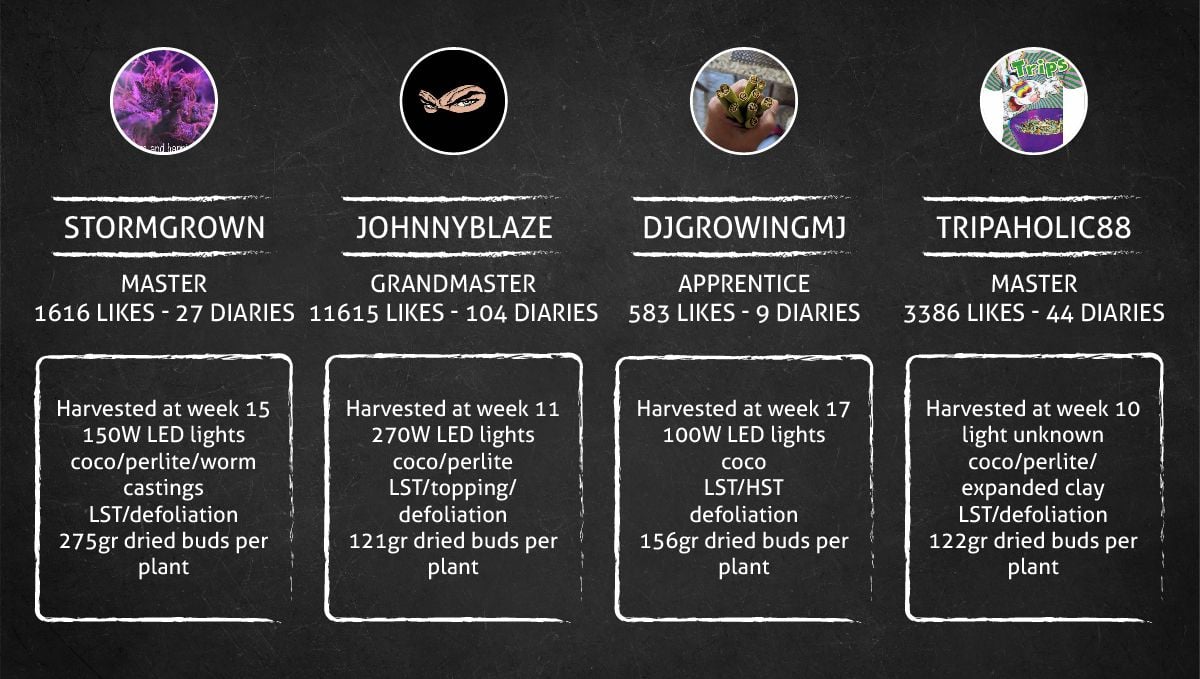 Cream Cookies Auto cannabis strain: outcome