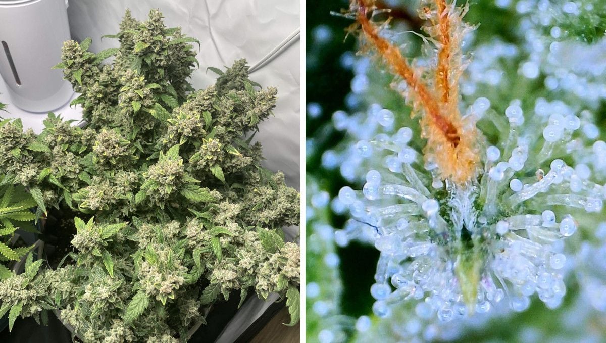 Collectable Seeds-Autoflowering seeds - Fast Bud - FAST BUDS- MEXICAN AIRLINES  AUTO - 1 SEED - Idrogrow
