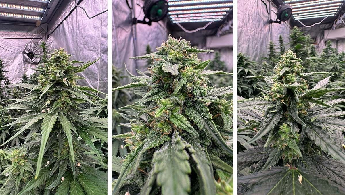 Post pollinated Amnesia 