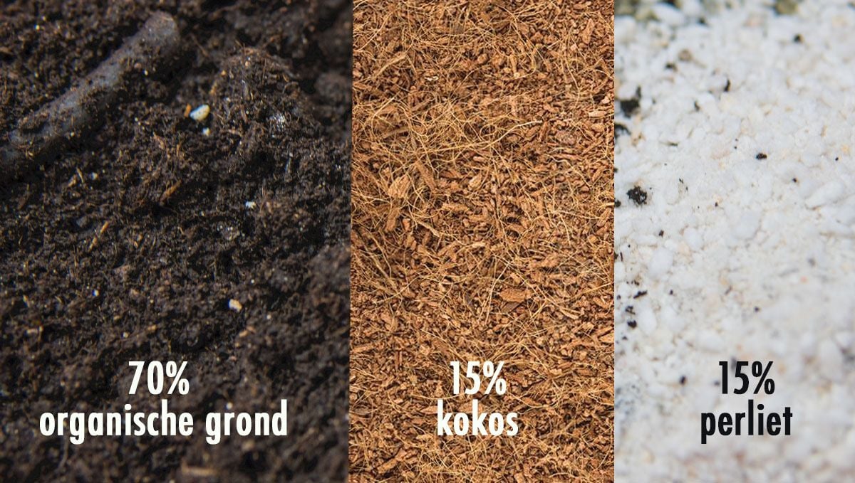 Welke grond is het beste voor zelfbloeiende cannabis?: De beste organische grondmix voor ervaren kwekers Welke grond is het beste voor zelfbloeiende cannabis?: De beste organische grondmix voor ervaren kwekers