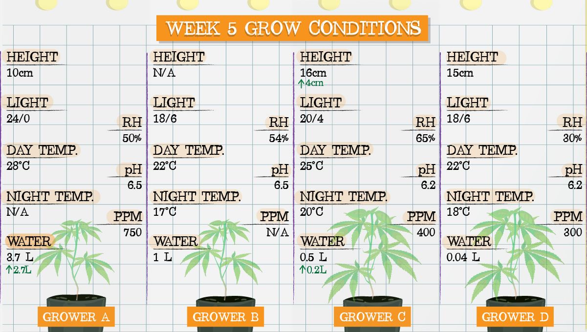 Forbidden Runtz Auto Cannabis Strain Week-by-Week Guide: Week 5 grow conditions