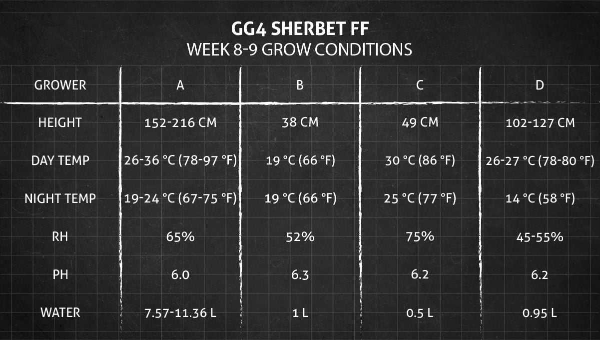 GG4 Sherbet FF cannabis strain: weeks 8-9 grow conditions