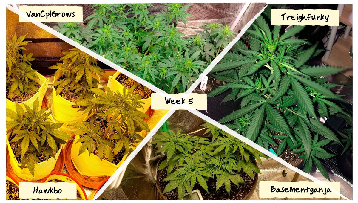 Grow Progress: Week 5