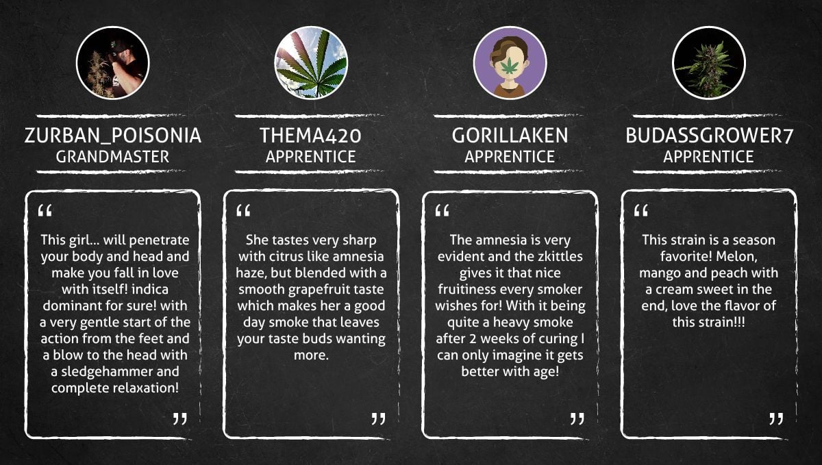 Amnesia Z Auto cannabis strain: smoke report