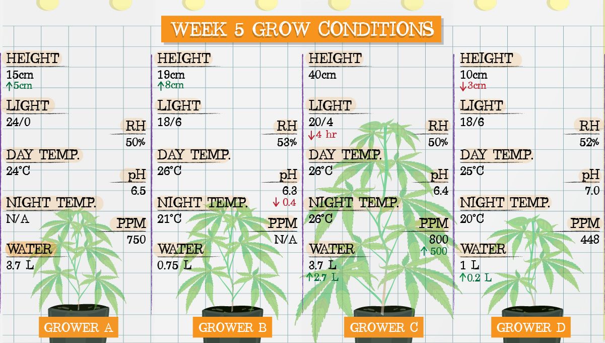 Gelato Auto Cannabis Strain Week-by-Week Guide: Grow conditions in week 5