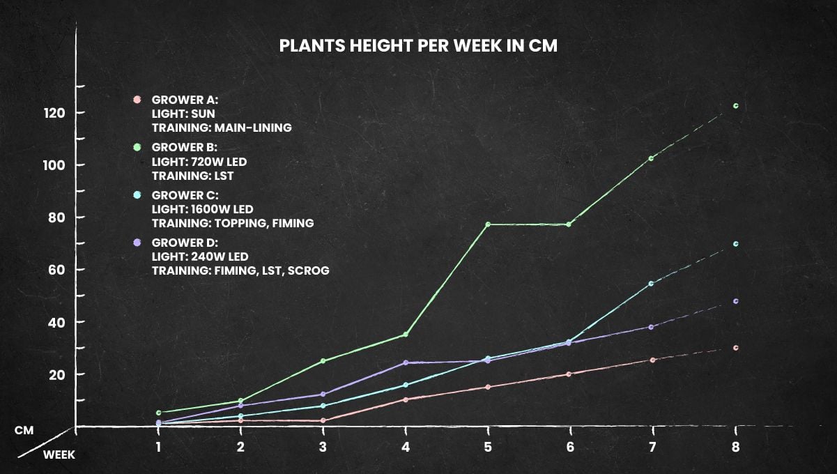 Gorilla Cookies FF cannabis strain: height chart for the whole life cycle