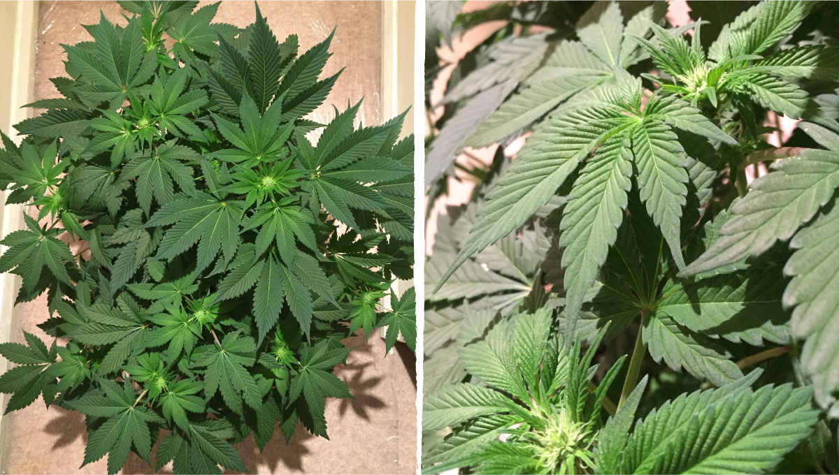 Cookies kush cannabis strain week-by-week guide: transition (pre-flower) | week 5