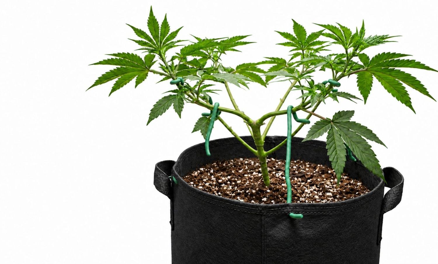 Tout Savoir sur les Autofloraison - techniques de palissage