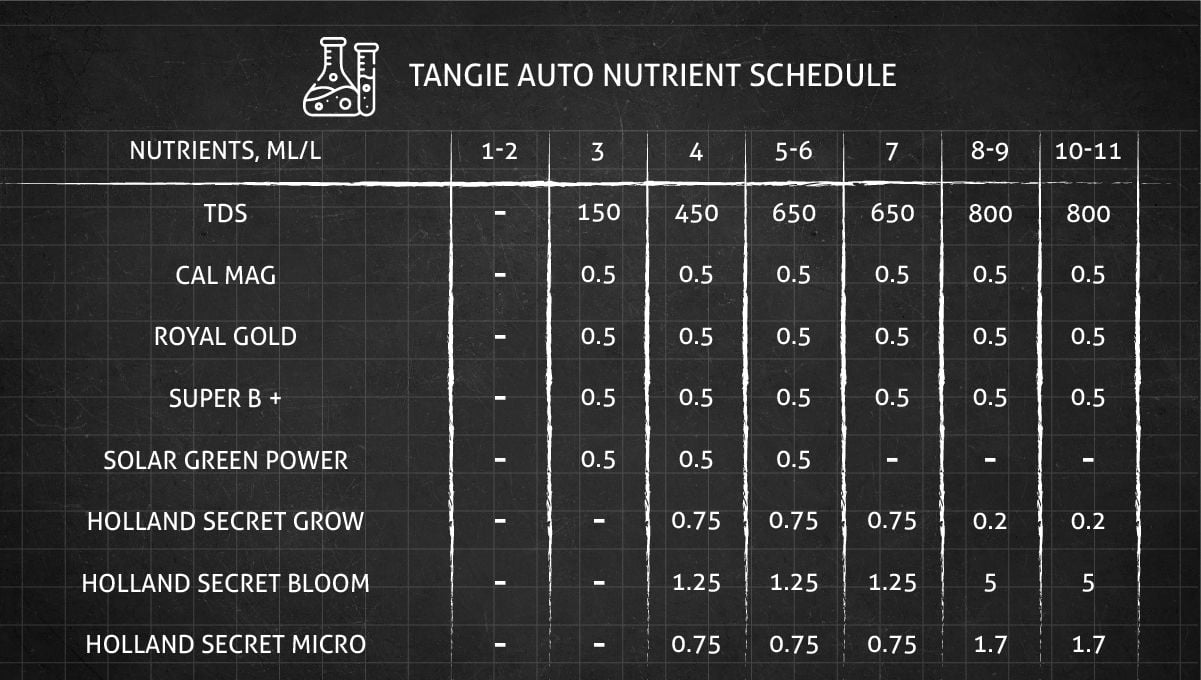 Tangie Auto cannabis strain: feeding schedule