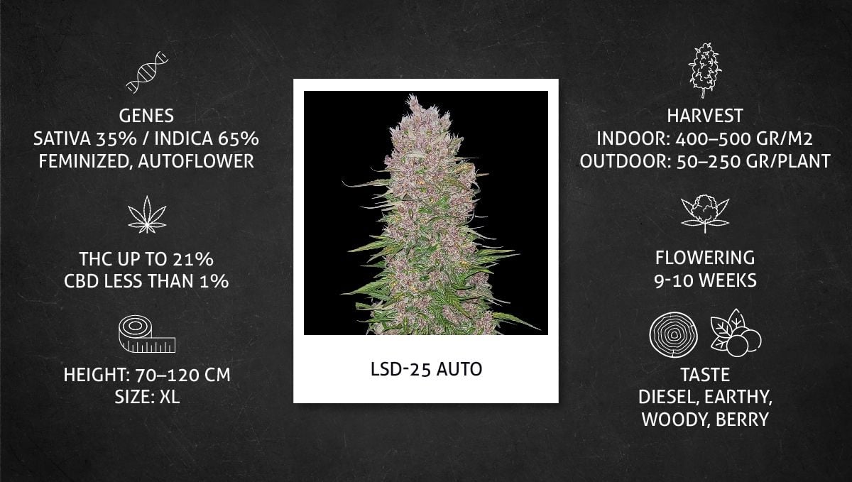 LSD-25 Auto Cannabis Strain Week-by-Week Guide | Fast Buds