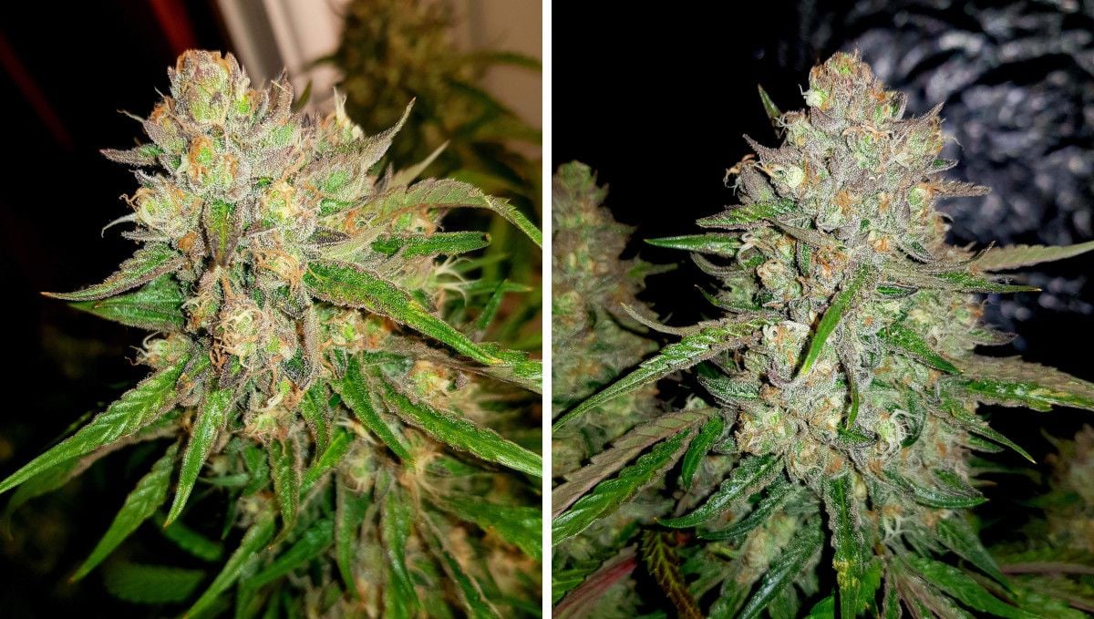 Watermelon Z Auto cannabis strain: ripening and harvest | weeks 10 | mature autoflower buds