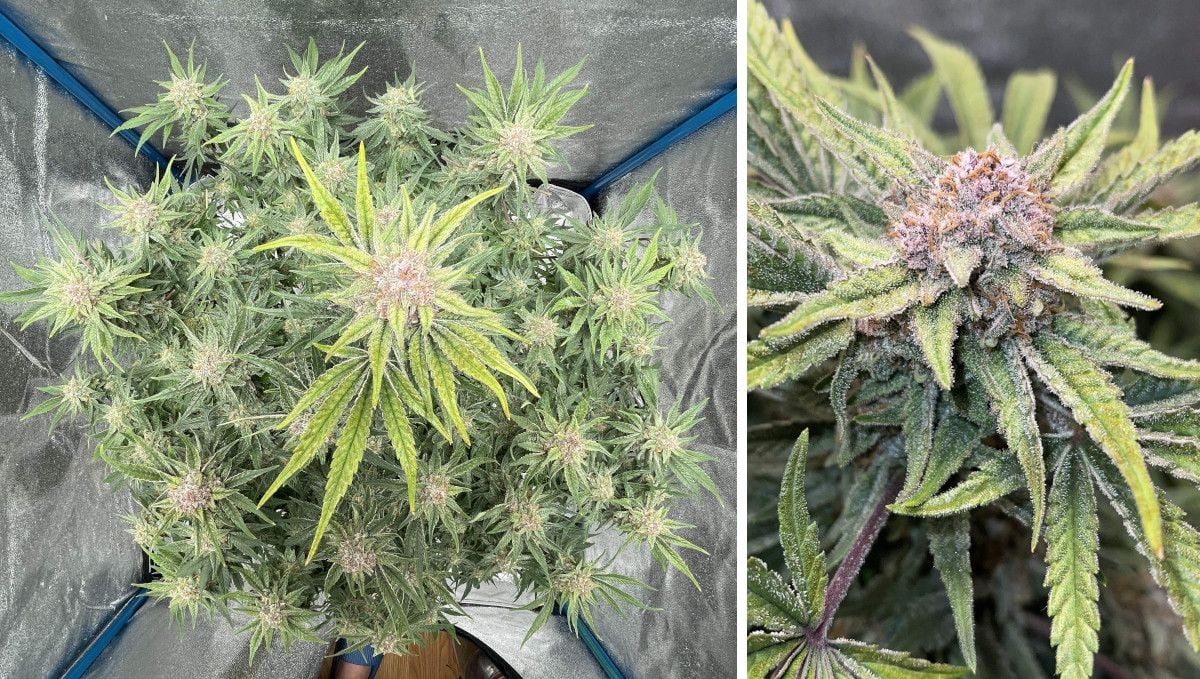 Cherry Cola Auto Cannabis Strain Week-by-Week Guide | Fast Buds