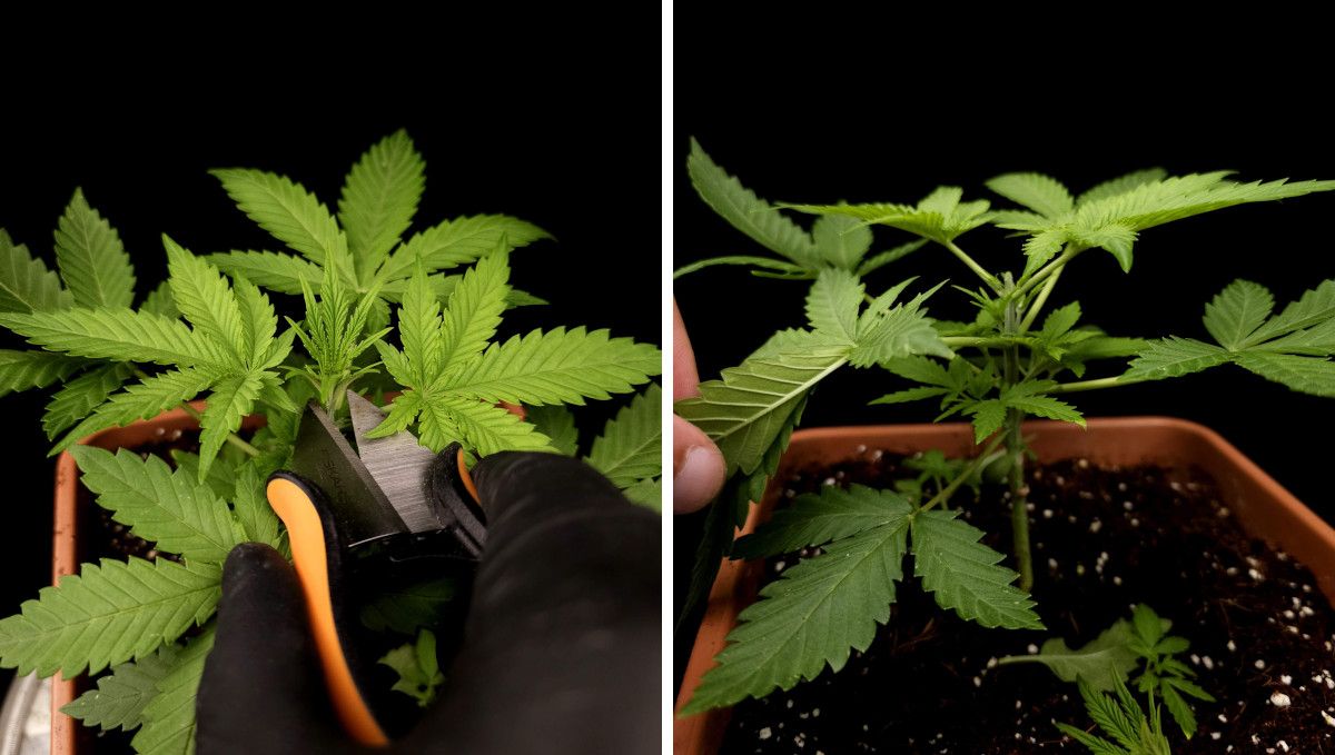 GG4 Sherbet FF cannabis strain: mid veg | weeks 3-6 | the process of topping