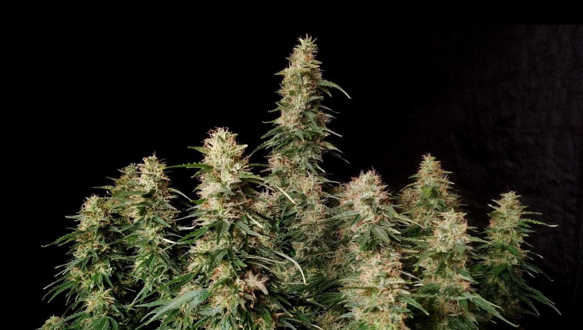 Blueberry Cheese Auto cannabis strain: ripening and harvest | weeks 10 | an indoor weed plant nearing harvest, with some of the pistils turning from white to brown