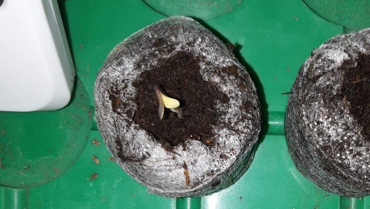 Green Crack Auto cannabis strain: germination and seedling stage | week 1 | a seed sprouting in a jiffy plug