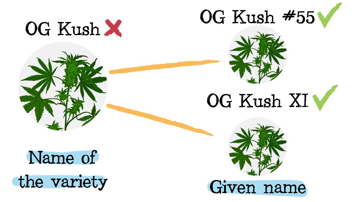 Iprs in cannabis: can you have iprs?