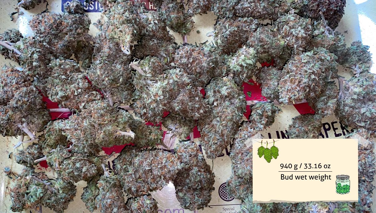 Wedding Cheesecake FF cannabis strain: yield | trimmed marijuana nuggets drying on a table Wedding Cheesecake FF cannabis strain: yield | trimmed marijuana nuggets drying on a table