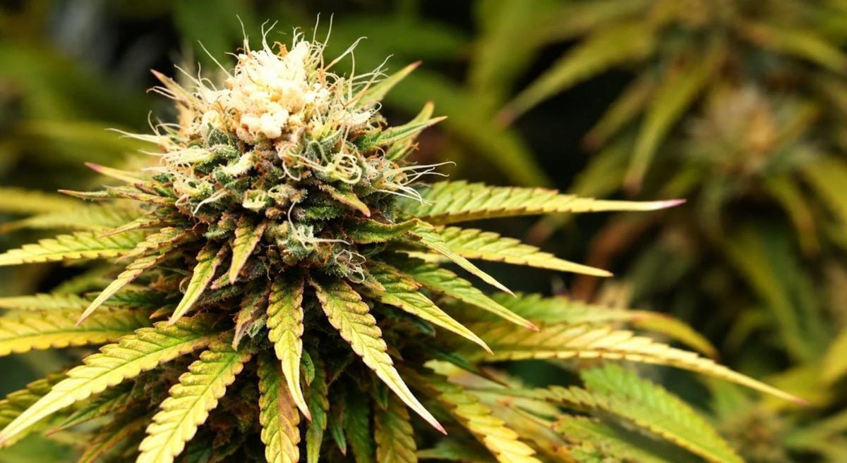 Grow small cannabis plants in tiny spaces: light bleach