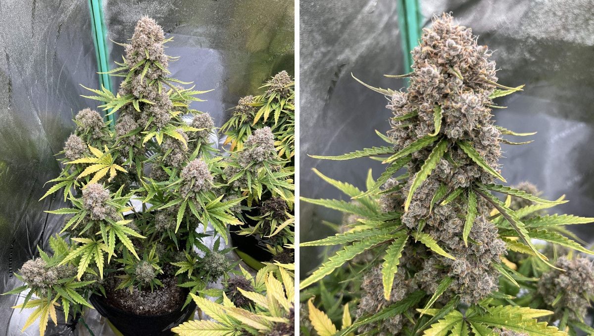 Unlocking the Mysteries of Stardawg: THC Levels, Genetics, and Similar Strains