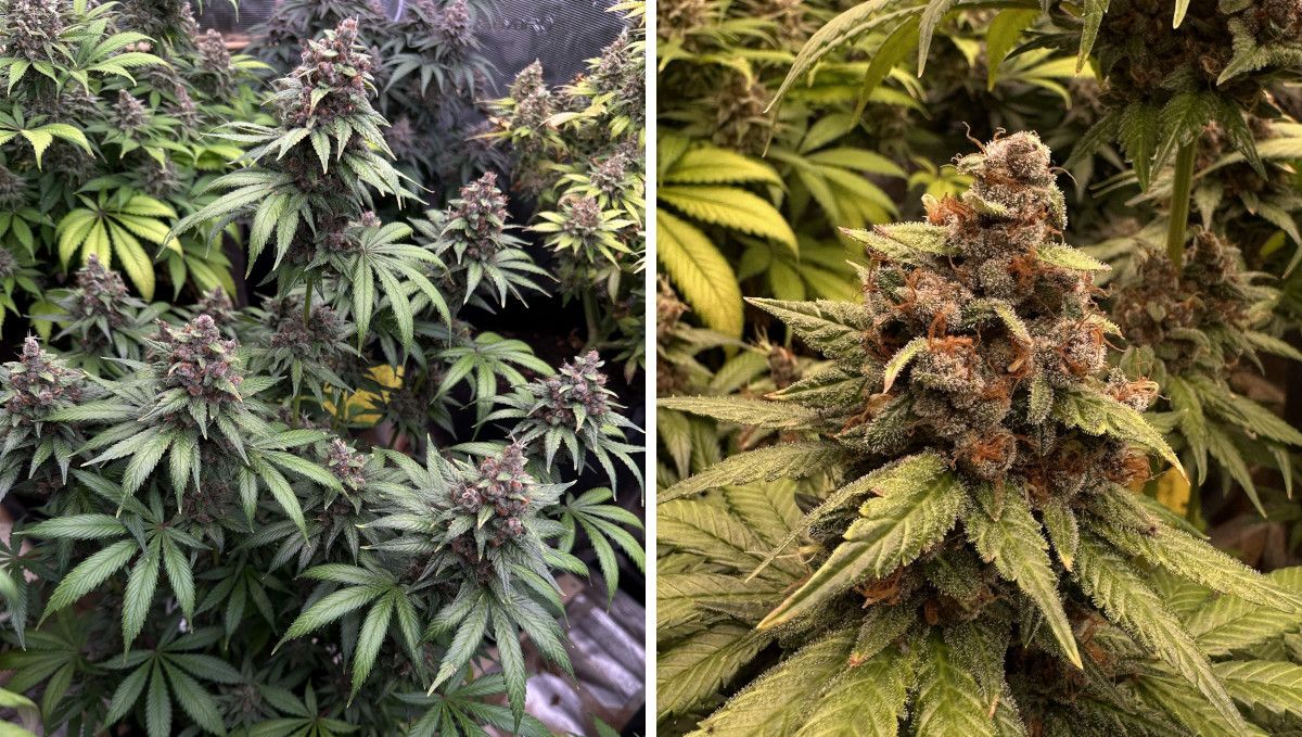 Purple Lemonade FF Cannabis Strain Week-by-Week Guide