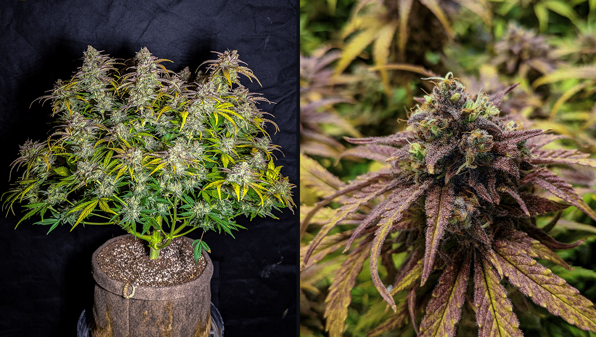 The top 5 most popular autoflower strains: gorilla cookies auto