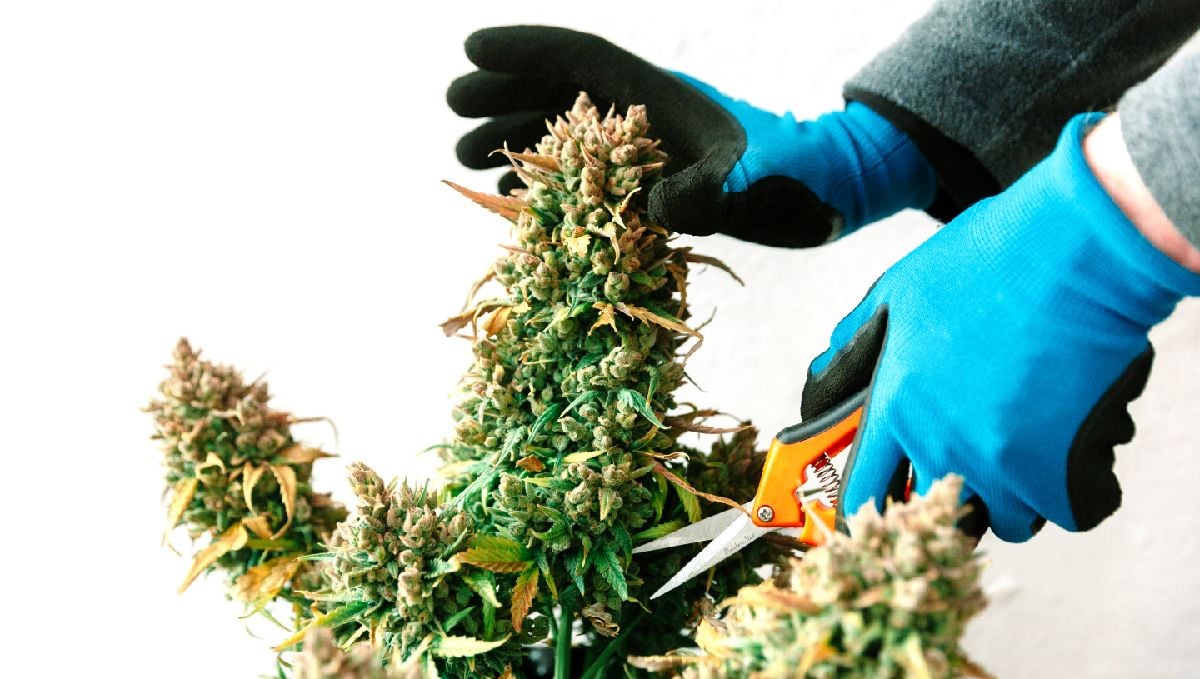 Harvest Your Autoflowering Cannabis: harvesting your crop