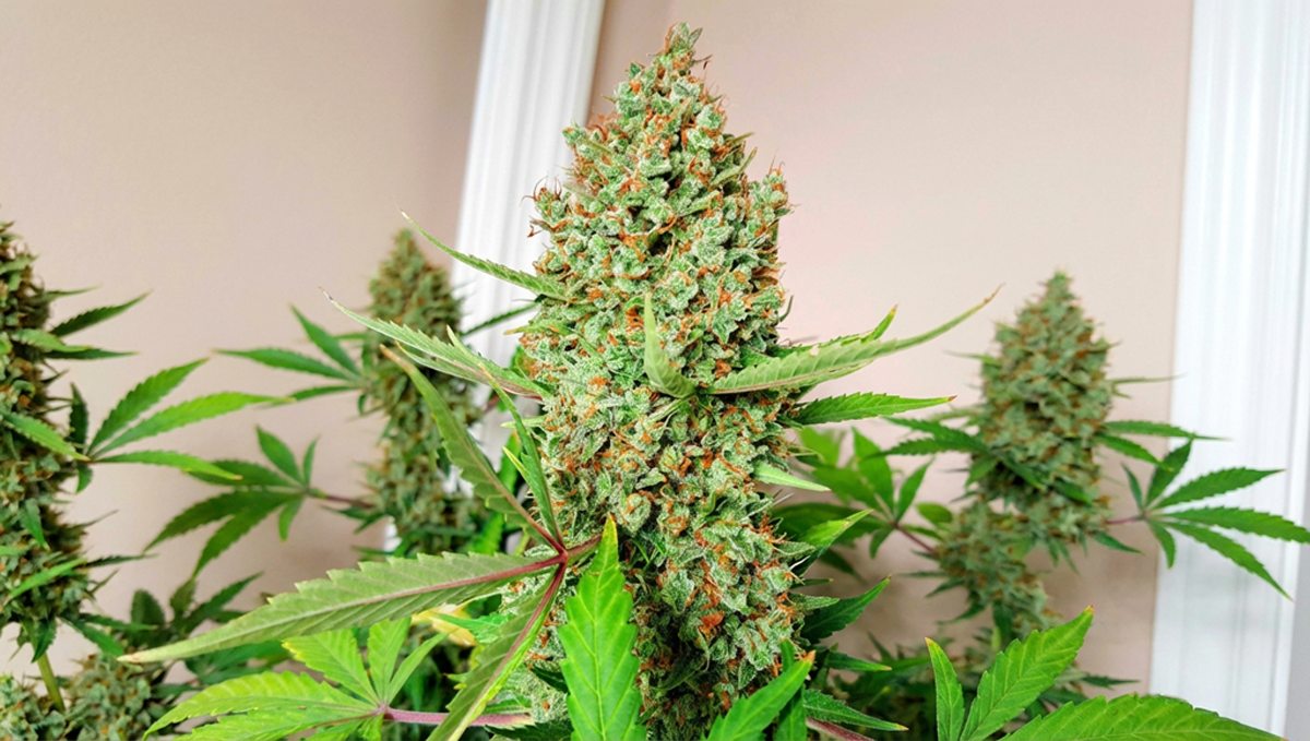 @Gatornugs tarafından paylaşılan Gorilla Cookies Auto, zengin trikomlar ve turuncu tüylerle.