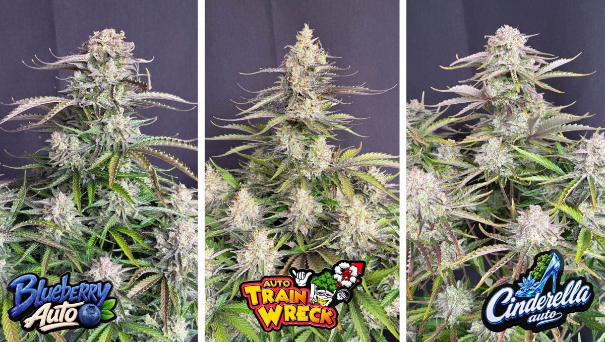 Blueberry Auto, Trainwreck Auto ja Cinderella Auto