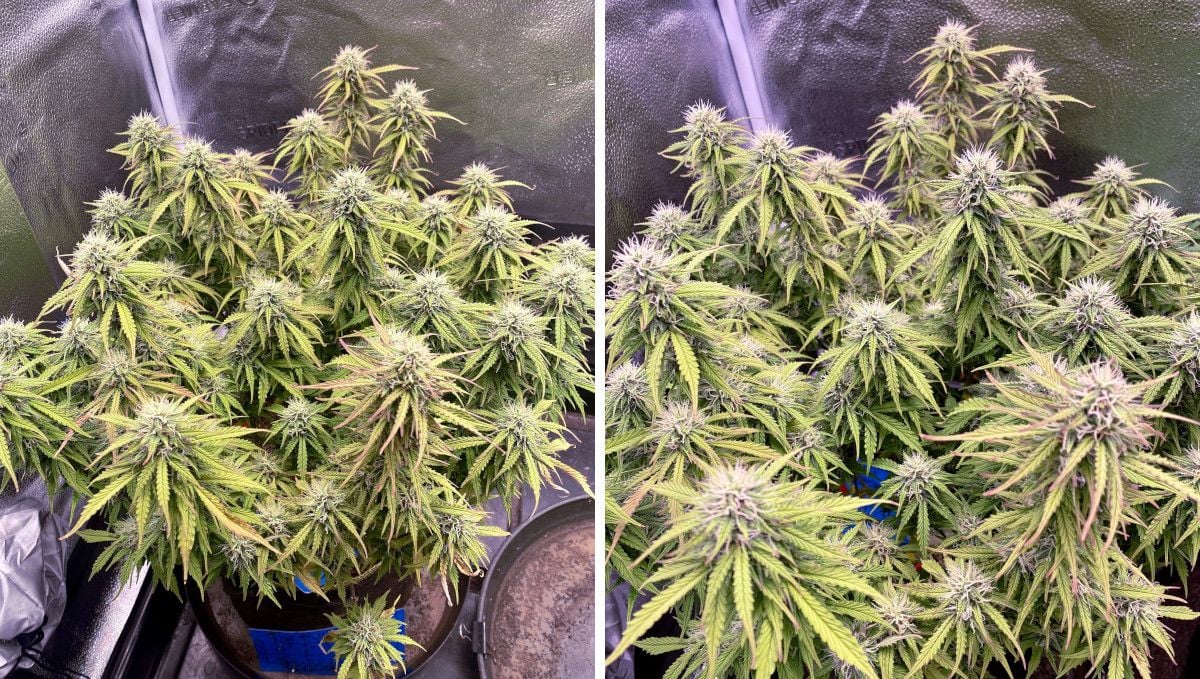 Watermelon Z Auto cannabis strain: mid flower (bulk phase) | weeks 8-9 | a short but wide autoflower bush as it fattens up its buds