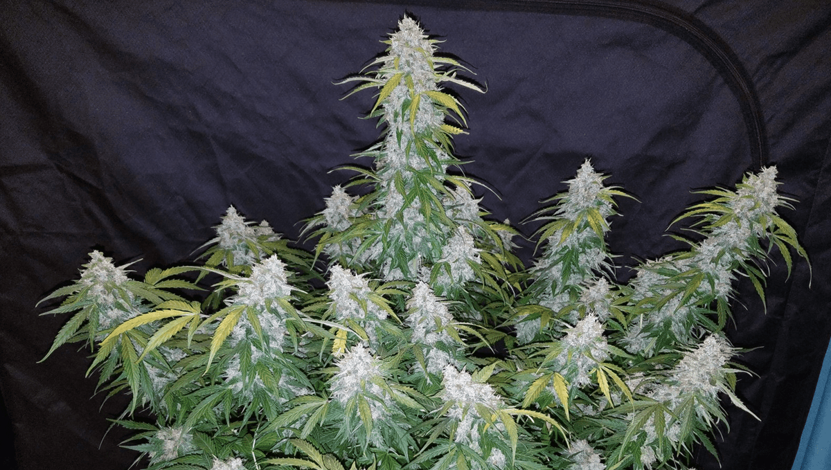 Top 5 der besten Outdoor-Autoflower-Sorten: Six Shooter Auto