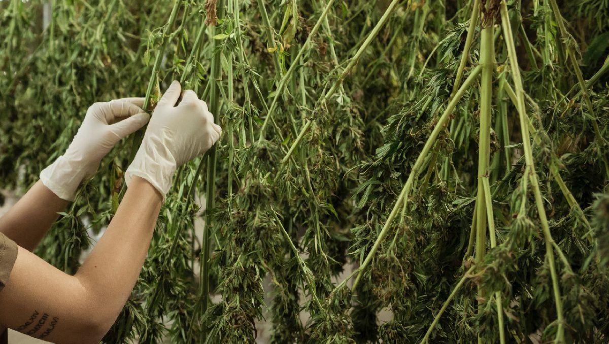 Harvest Your Autoflowering Cannabis: trimming and drying