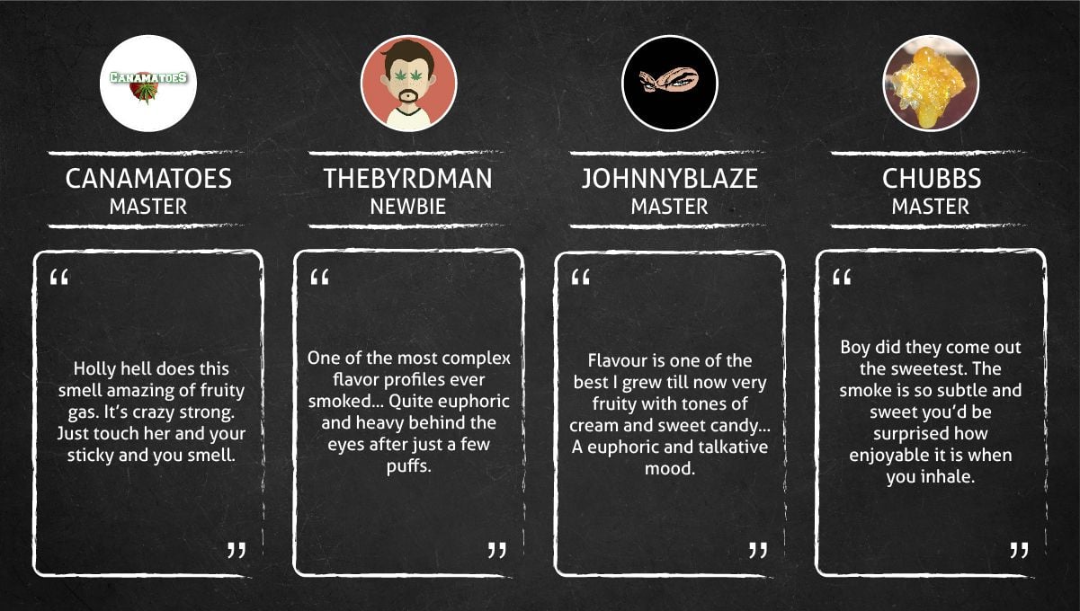 Forbidden Runtz Auto Cannabis Strain Week-by-Week Guide: Quotes of people describing the high and the flavor of the smoke