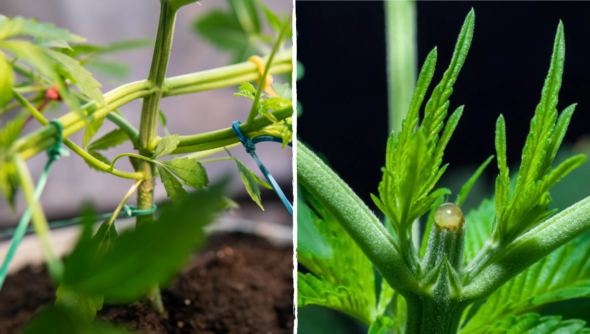 How to grow weed at home: plant training techniques