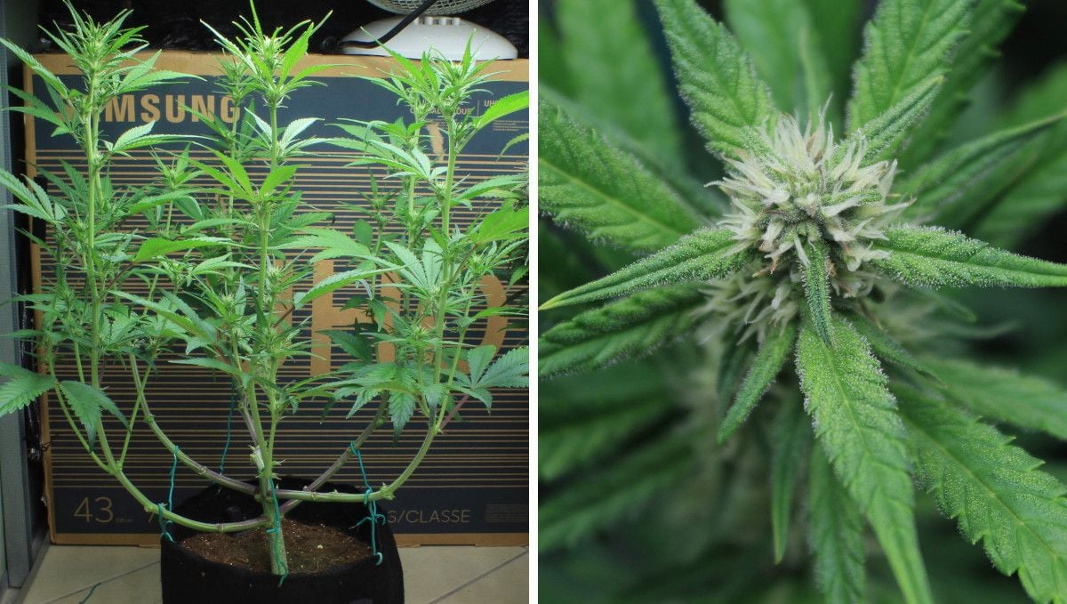 Tropicana Cookies Auto cannabis strain: early flower | weeks 6-7 | a stretching weed plant with the first white hairs on top