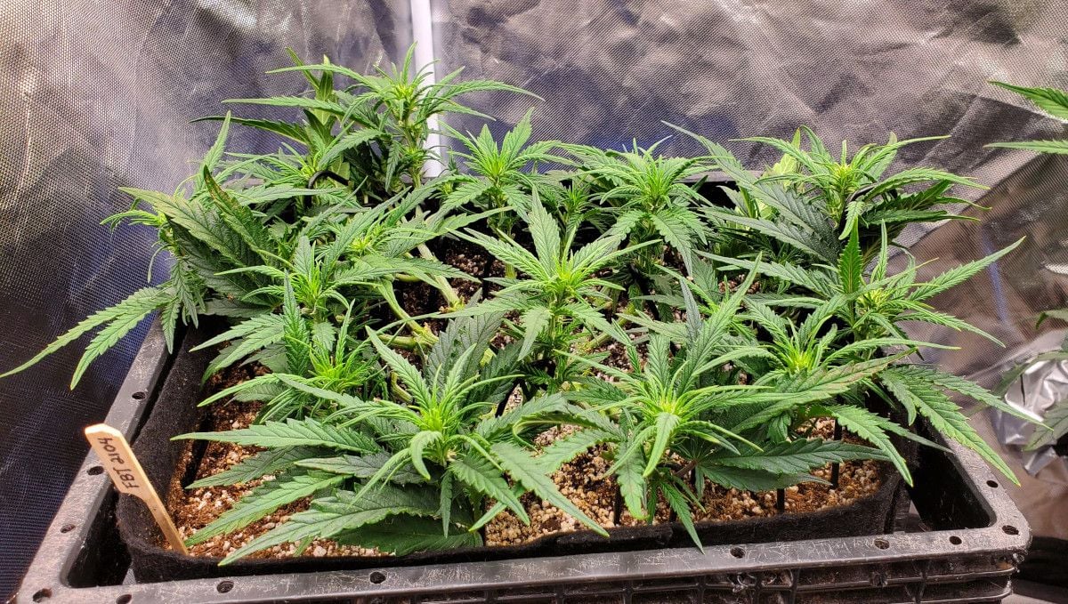 Forbidden Runtz Auto Cannabis Strain Week-by-Week Guide: A mainlined, heavily trained, and defoliated autoflower autoflower that is already budding in week 5 from seed