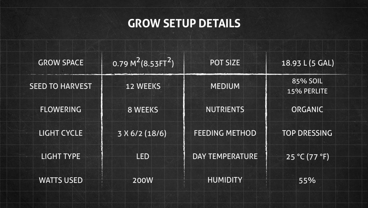 Blue Dream Auto cannabis strain: setup and grow specifications