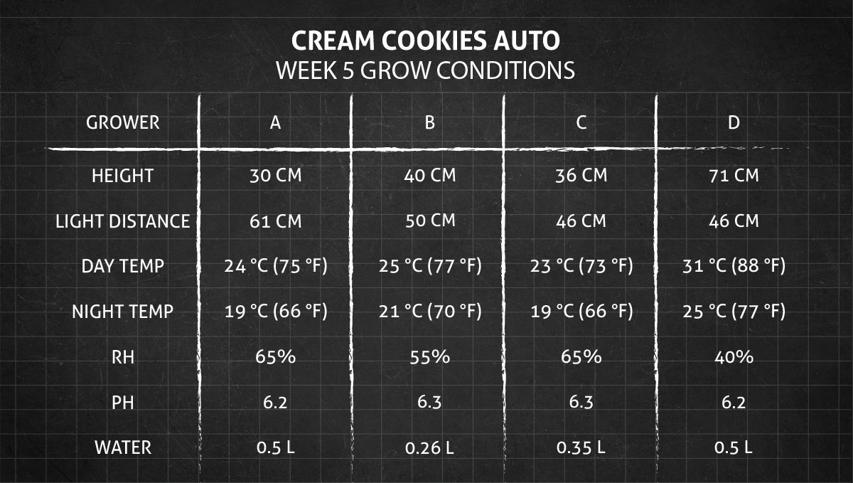 Cream Cookies Auto cannabis strain: week 5 grow conditions