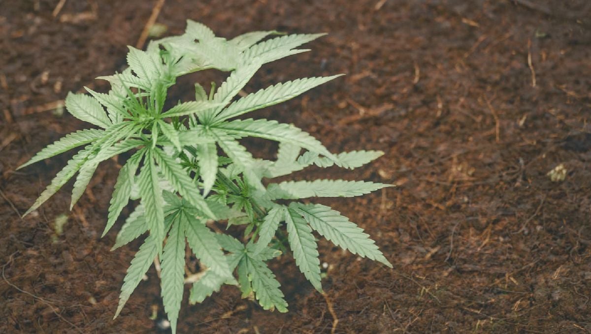 Types of containers to grow autoflowering seeds: coco-based cultivation